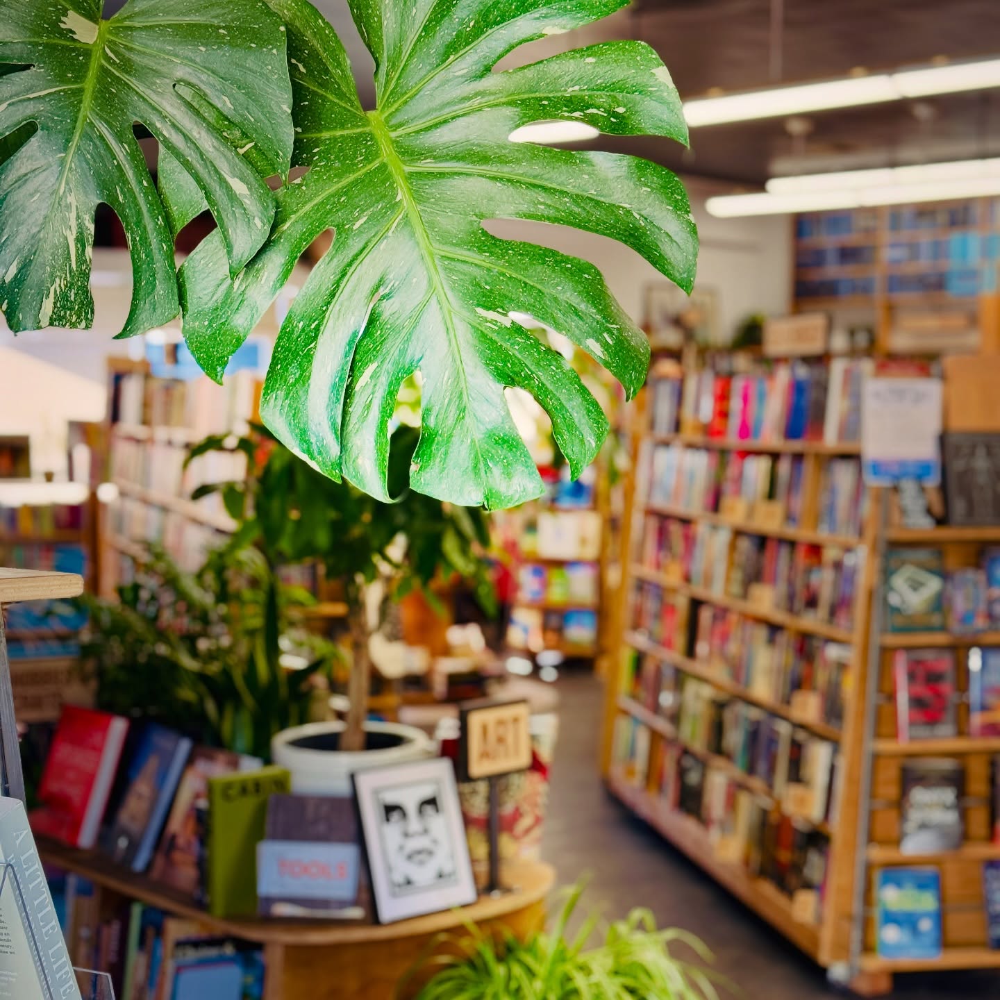 📚🌿 Welcome to the Bookstore Jungle — where stories grow wild, plants are basically part of the staff, and the vibes stay immaculate.
Fresh shelves, new arrivals, sunlight, greenery, and amazingly curated books waiting for you.
Big Story is your third place — your slow-down spot, your “I’ll just browse for five minutes” (sure you will 😏) haven.