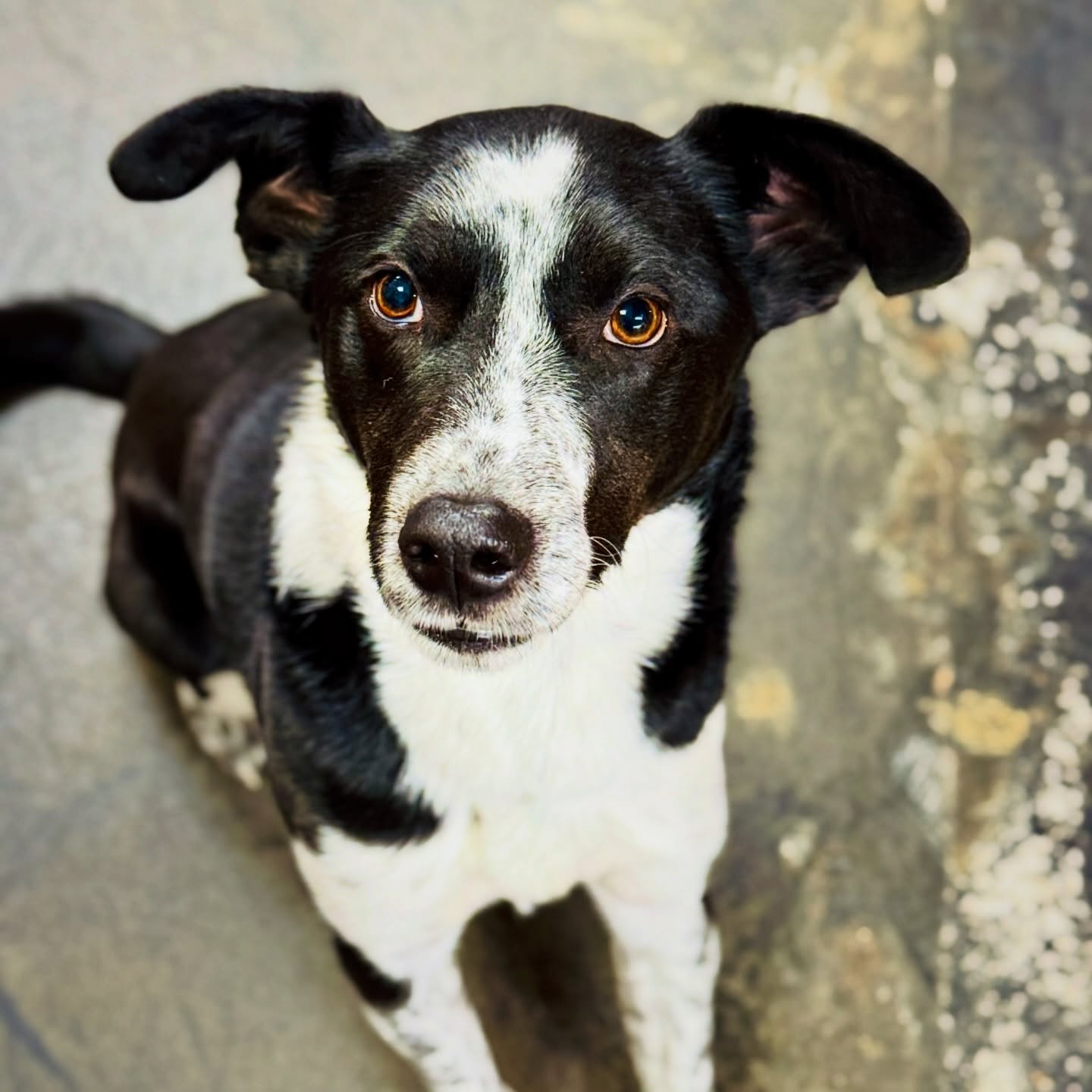 Gus… keeping us company while we sort stacks, shelve treasures, and wind down the shop for the night.

#ShopDog #BigStoryBookstore #StreetDogHero